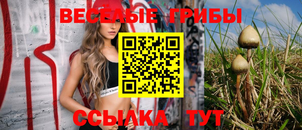 Галлюциногенные грибы Psilocybe  Вход с VPN  Кропоткин 